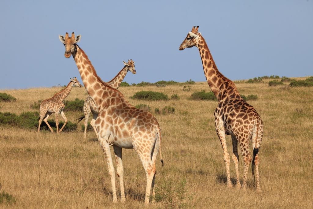 Botlierskop Bush Villas Sandhoogte المظهر الخارجي الصورة