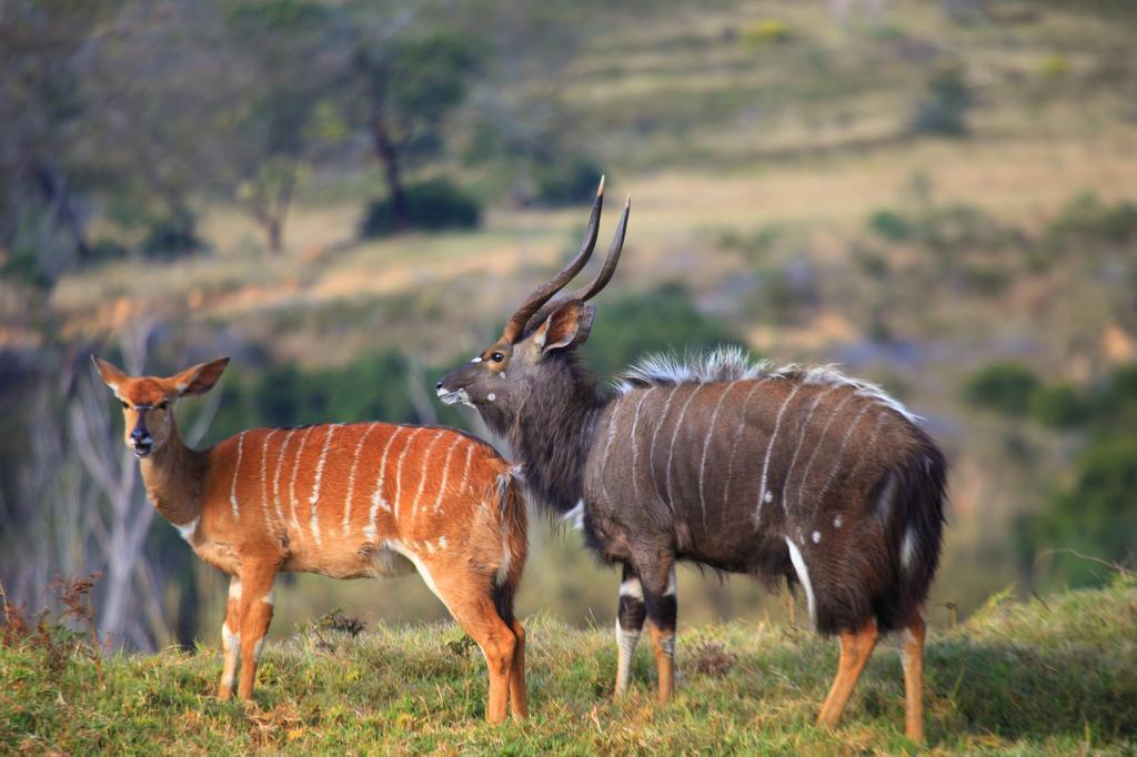 Botlierskop Bush Villas Sandhoogte المظهر الخارجي الصورة